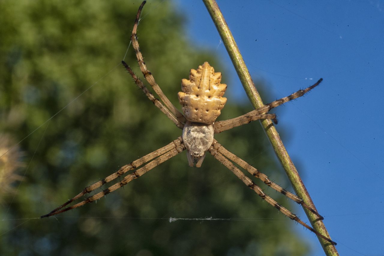 L''Argiope lobata